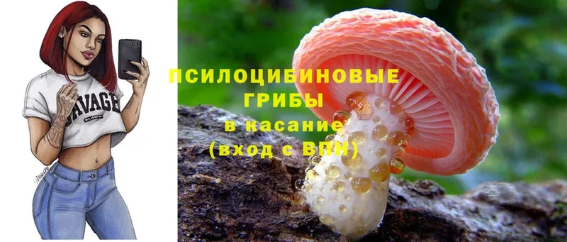 МЕГА ТОР  цены   Верхоянск  Псилоцибиновые грибы мицелий 